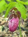 05-25 Kaaterskill Clove