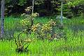 05-09 Watergrass Sanctuary