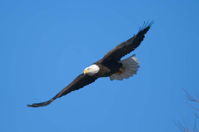 _HAC4670.jpg - Copyright (c) Herb Chong