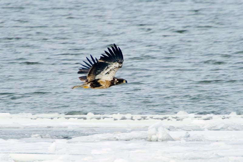 _HAC4893.jpg - Copyright (c) Herb Chong