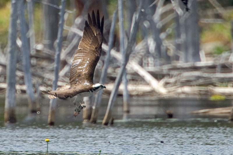 _HAC1383.jpg - Copyright (c) Herb Chong