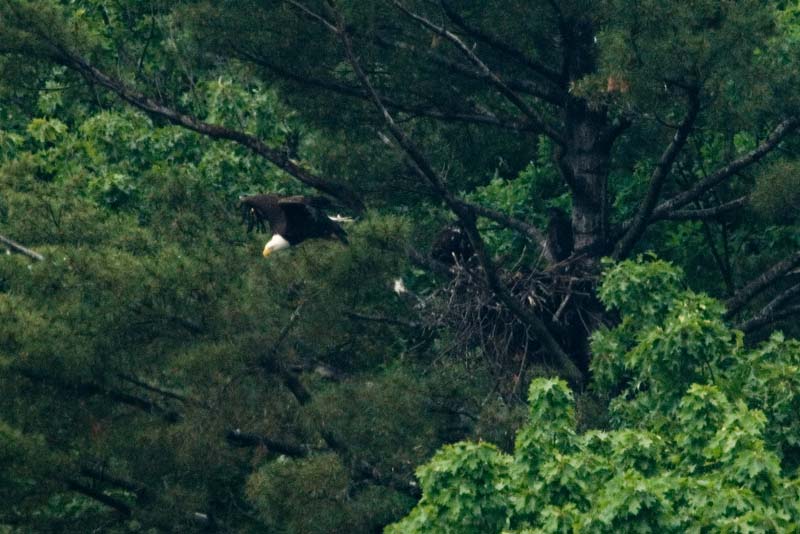 _HAC1619.jpg - Copyright (c) Herb Chong