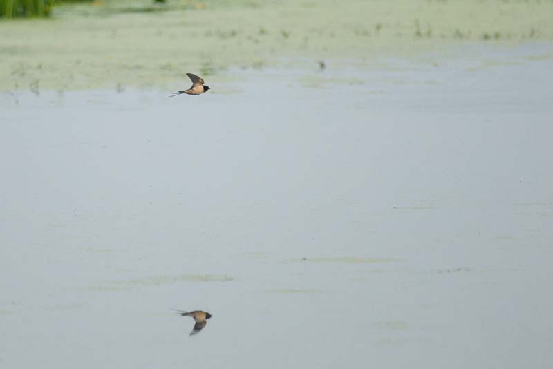 _HBC1728.jpg - Copyright (c) Herb Chong