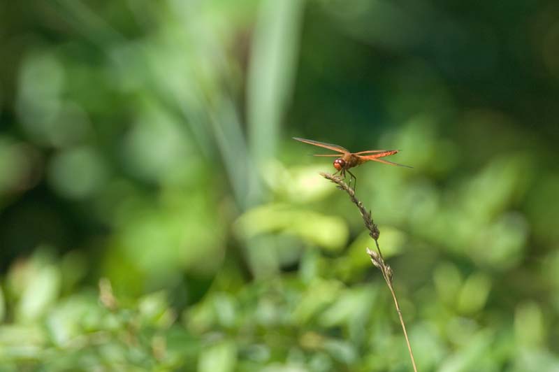 _HAC3059.jpg - Copyright (c) Herb Chong