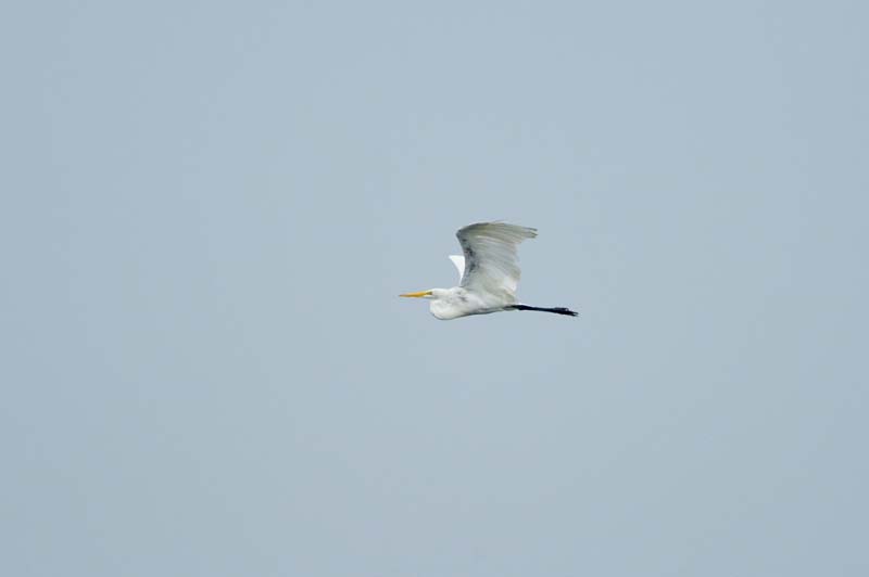 _HAC5421.jpg - Copyright (c) Herb Chong