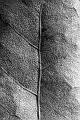 _IGP1591-2