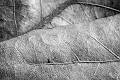 _HEC0509-2