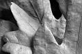 _HEC0519-2
