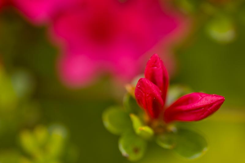 _HEC6425.jpg - Copyright (c) Herb Chong