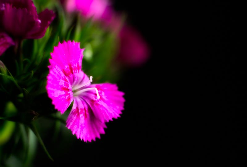 L1000367.jpg