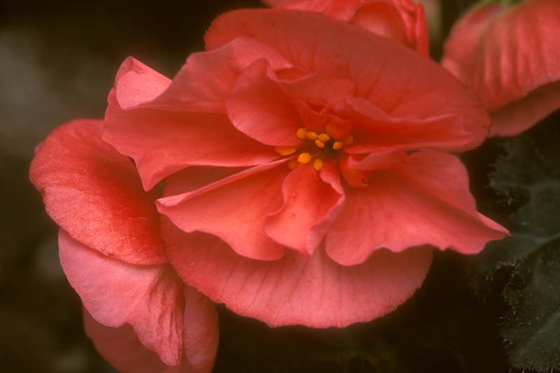 128-10.jpg - Begonia - Lush, sensual.