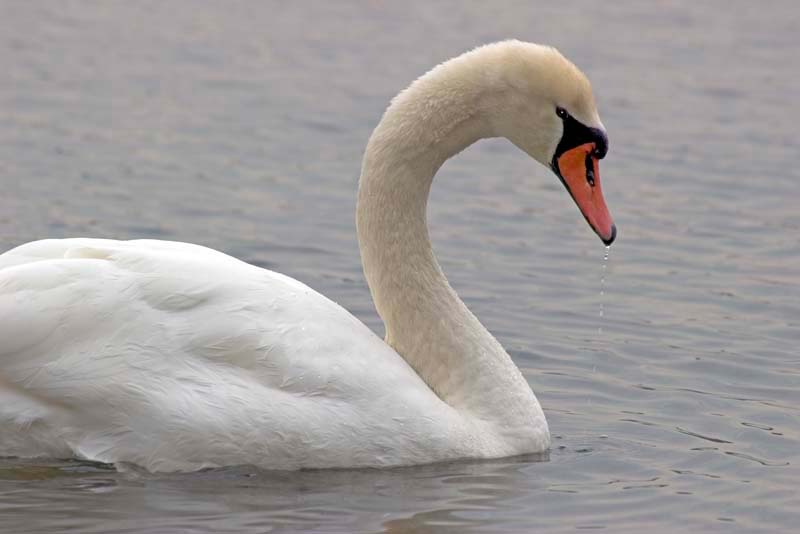 imgp0758.jpg - Mute Swan, Rockland Lake State Park, NY - Looks like he came up empty.