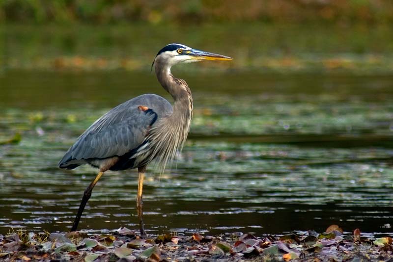 imgp5631a.jpg - Great Blue Heron, Innisfree Garden, Millbrook, NY - Deciding whether to fly away or not, with all these people disturbing the peace.