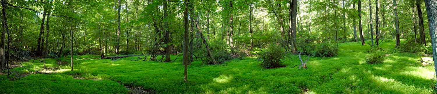 rh01.jpg - Meadow, James Ramsay Hunt and Mary Welsh Parker Memorial Preserve, Katonah, NY - Sun, spring, and fresh green growth.