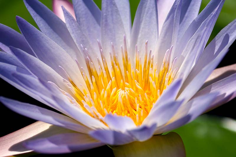 _HAC0030a.jpg - Lily, New York Botanic Gardens, Bronx, NY