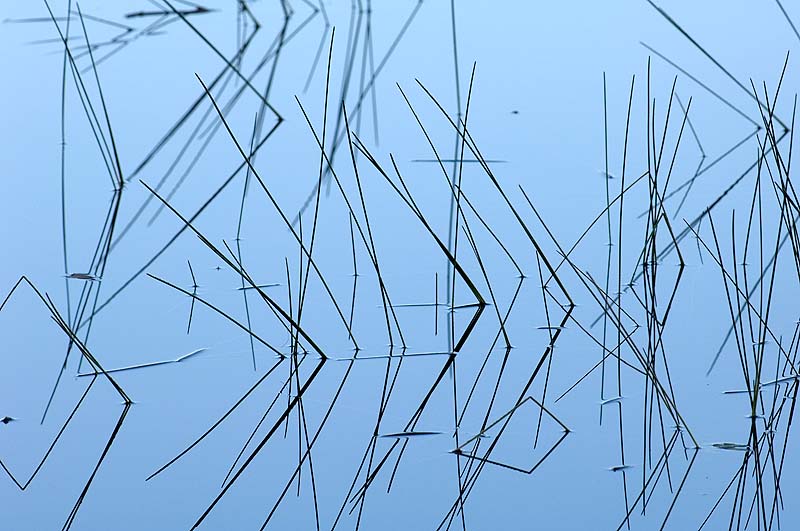 _HAC0100.jpg - Reeds, Oliver Pond, Adirondack Park, NY