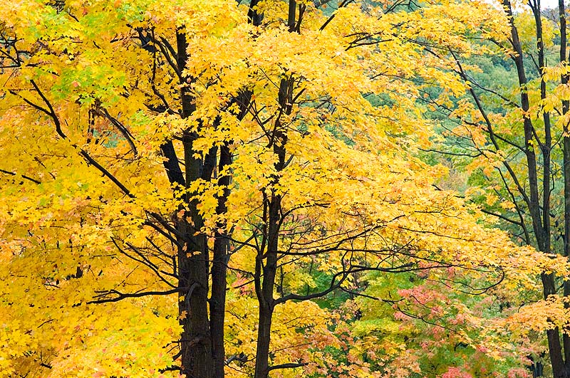 _HAC0563.jpg - Maple Tree, Harvard Black Rock Forest, Orange County, NY