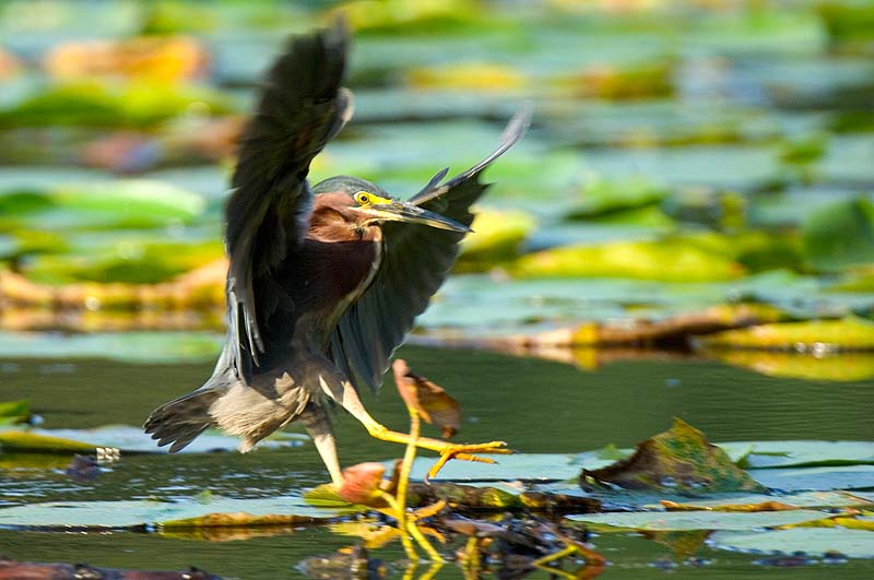 _HAC0664.jpg - Green Heron, Teatown Lake Reservation, Ossining, NY