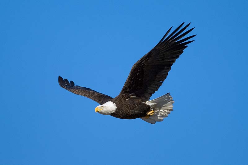 _HAC4672.jpg - Bald Eagle, Annsville Creek Paddle Sports Center, Hudson Highlands State Park, NY