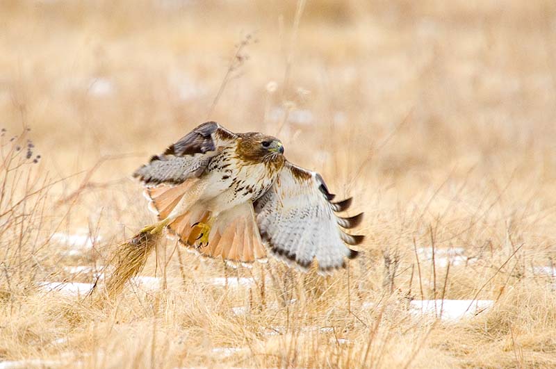 _HAC5363a.jpg - Breakfast, Red-tailed Hawk, Shawangunk Grasslands NWR, Ulster County, NY