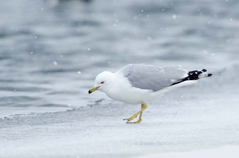 _HAC6535.jpg - Ring-billed Gull, Bashakill Wildlife Management Area, Sullivan County, NY