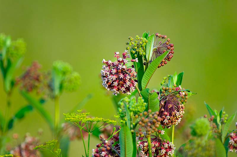 _HAC8079.jpg - Wild Flowers