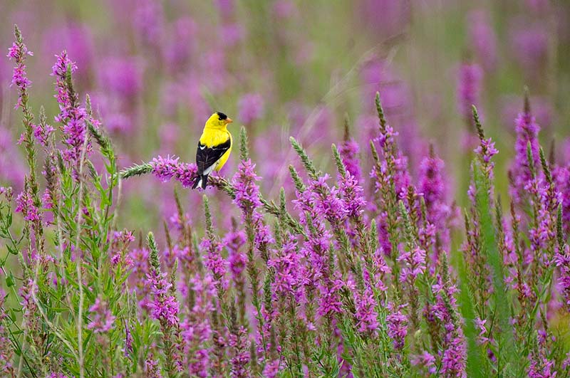 _HAC9472.JPG - American Goldfinch, Shawangunk Grasslands NWR, Ulster County, NY