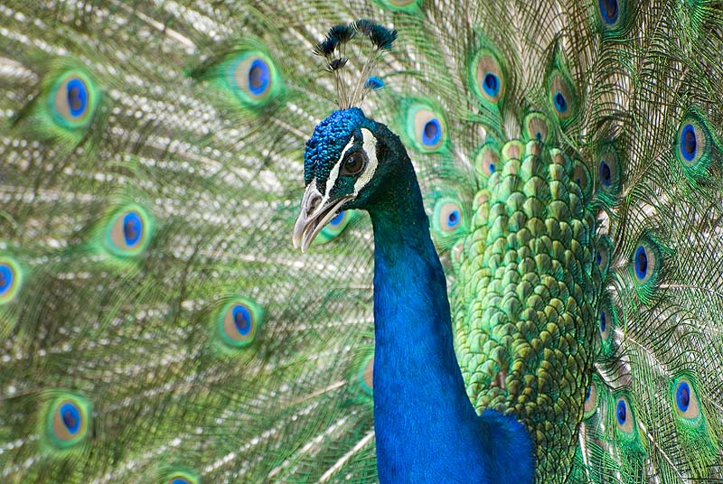 _HBC1922.jpg - Peacock