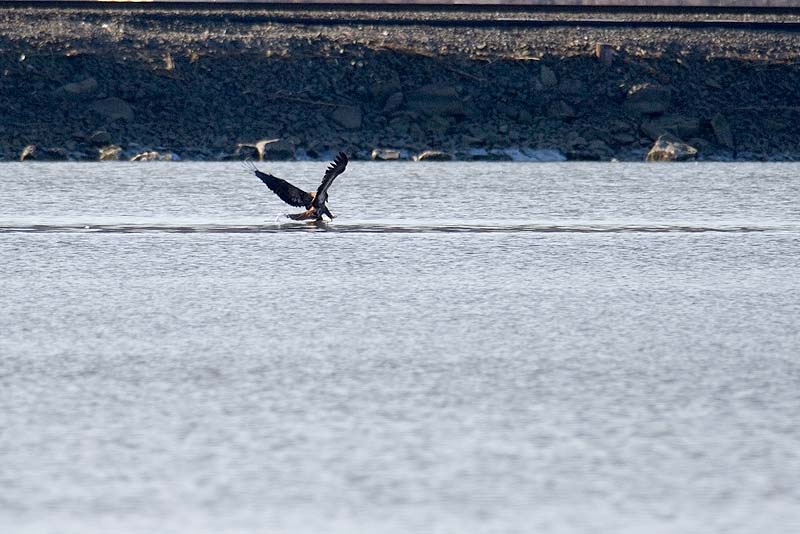 _HAC3238.jpg - Copyright (c) Herb Chong