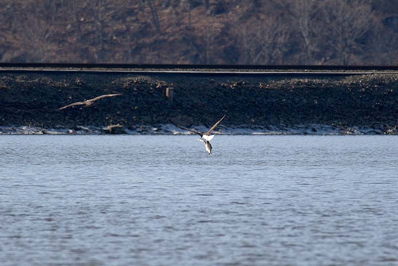 _HAC3278.jpg - Copyright (c) Herb Chong