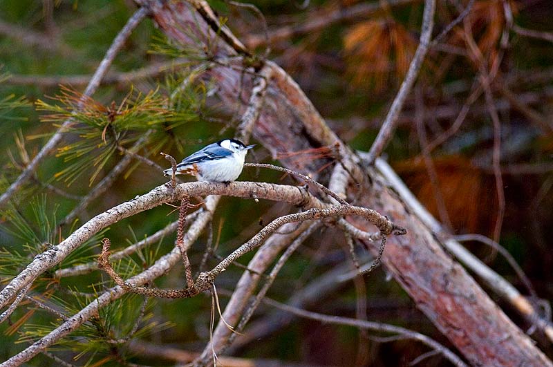 _HAC3710.jpg - Copyright (c) Herb Chong