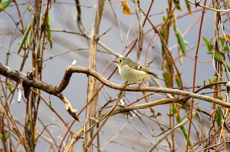 _HAC3981.jpg - Copyright (c) Herb Chong