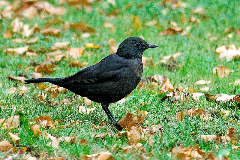 _HAC4072.jpg - Copyright (c) Herb Chong