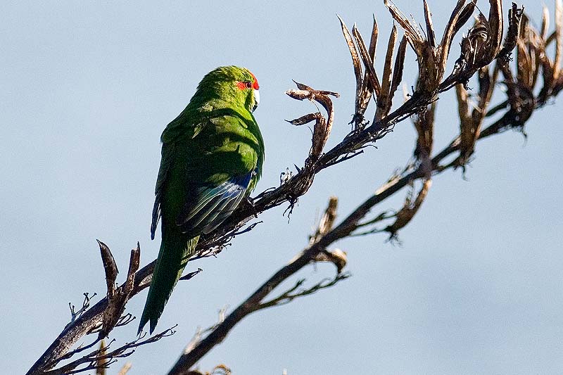 _HAC5801.jpg - Copyright (c) Herb Chong