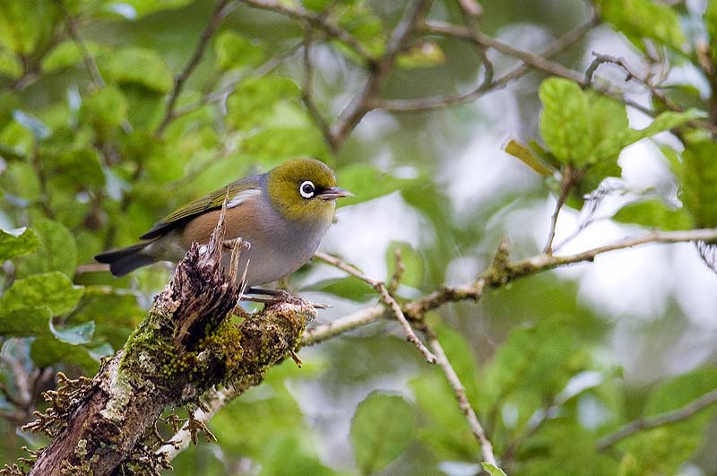 _HAC4854.jpg - Copyright (c) Herb Chong