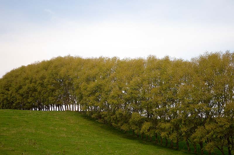 _HAC5438.jpg - Copyright (c) Herb Chong