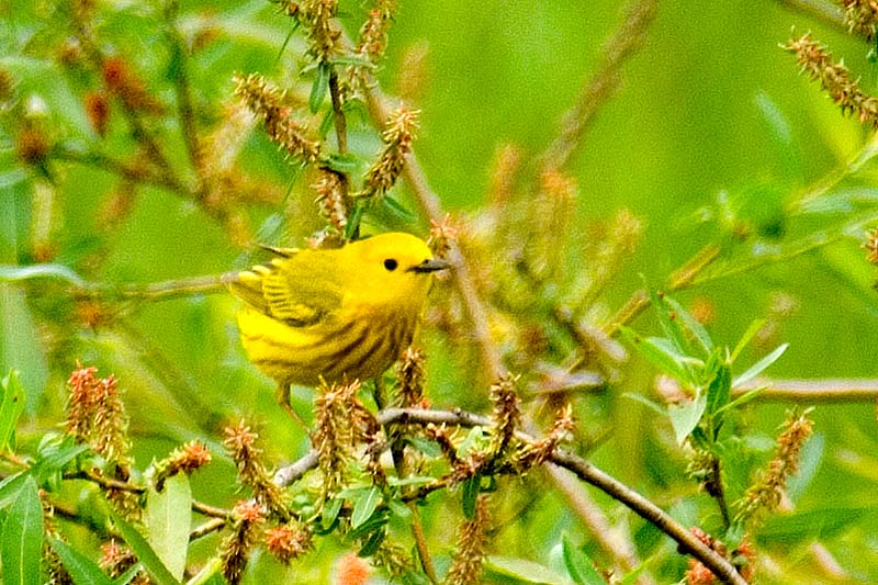 _HAC6025.jpg - Copyright (c) Herb Chong