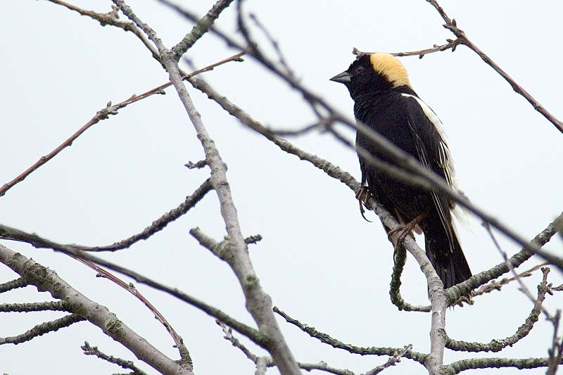 _HAC6035.jpg - Copyright (c) Herb Chong