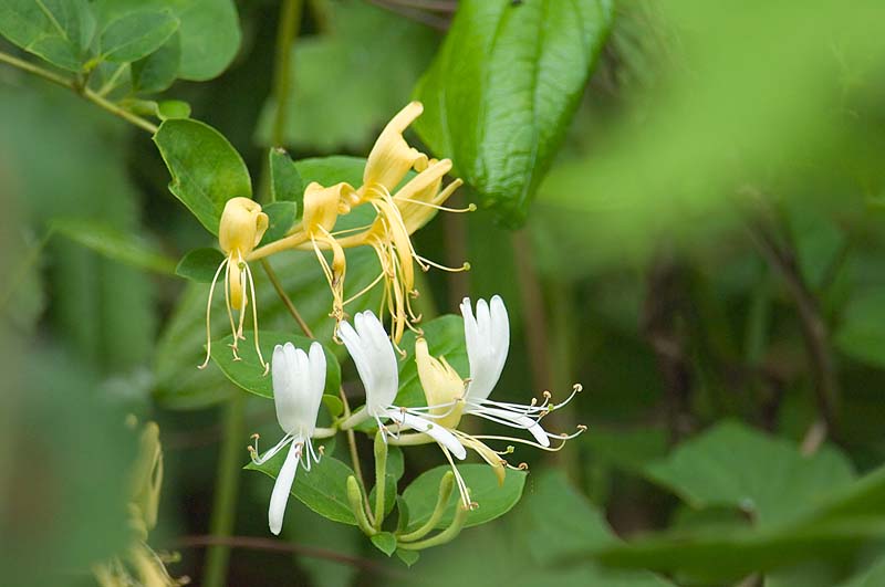 _HAC7291.jpg - Copyright (c) Herb Chong