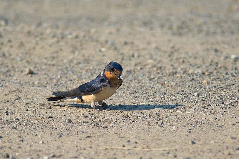 _HAC7415.jpg - Copyright (c) Herb Chong