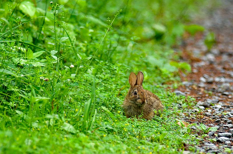 _HAC7634.jpg - Copyright (c) Herb Chong