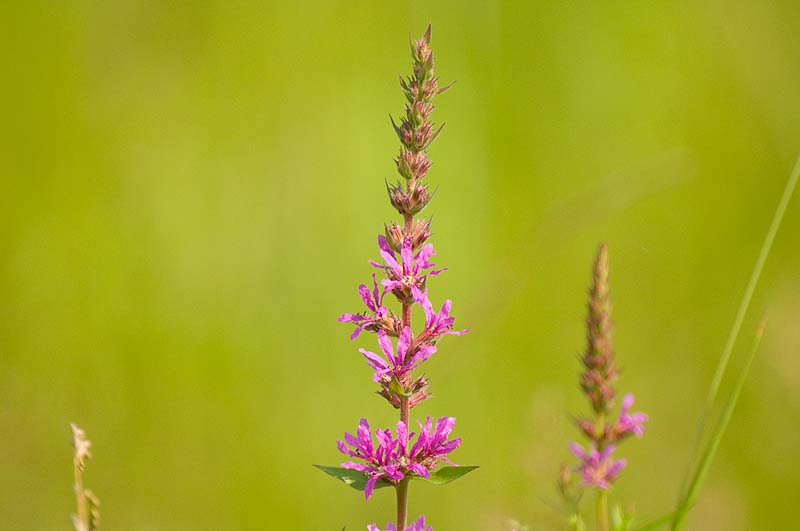 _HAC8398.jpg - Copyright (c) Herb Chong