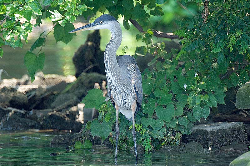 _HAC8743.jpg - Copyright (c) Herb Chong