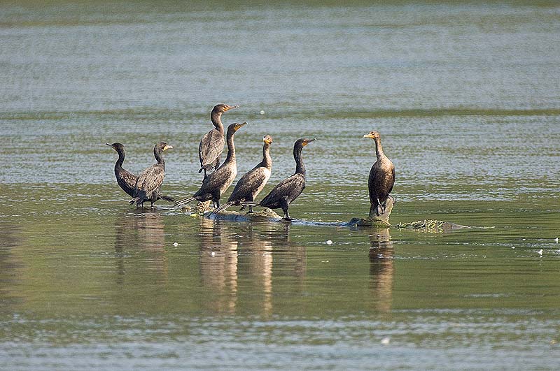 _HAC9126.jpg - Copyright (c) Herb Chong