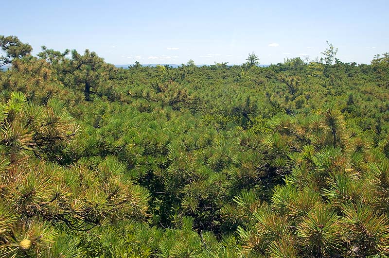 _HAC9553.jpg - Copyright (c) Herb Chong