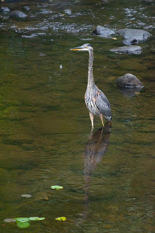 _HAC0404.jpg - Copyright (c) Herb Chong