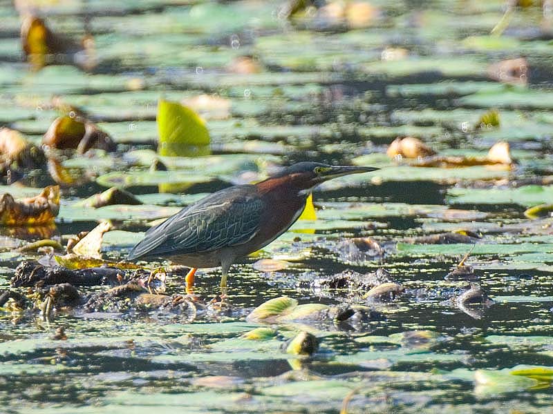 _HAC0744.jpg - Copyright (c) Herb Chong