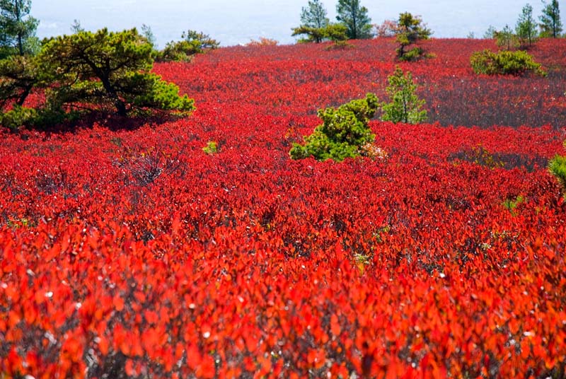 _HBC0072.jpg - Copyright (c) Herb Chong