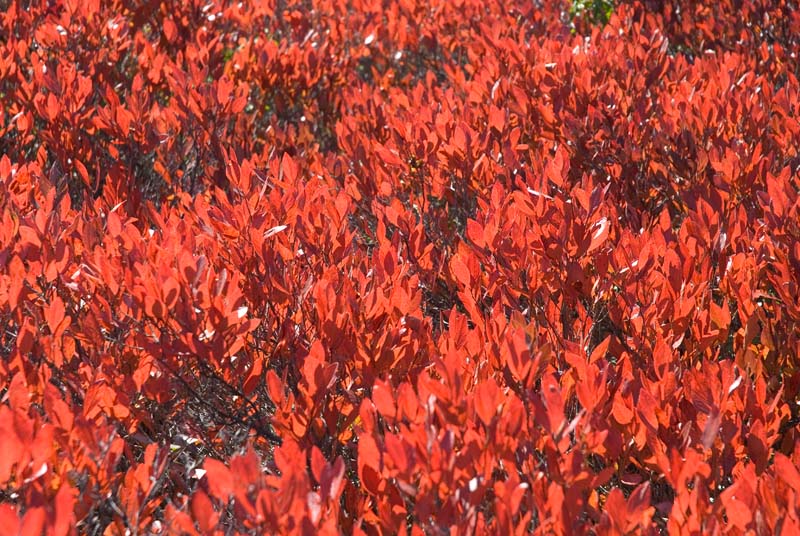 _HBC0104.jpg - Copyright (c) Herb Chong