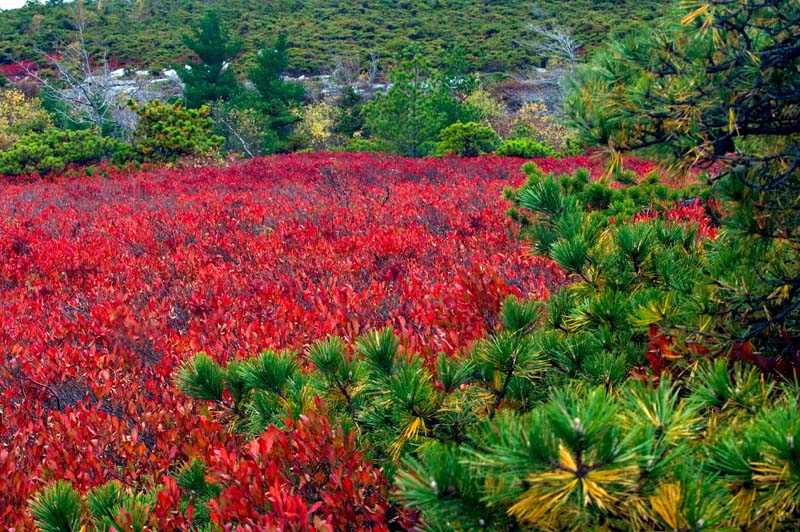 _HAC1680.jpg - Copyright (c) Herb Chong